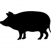 Tafelfolie Schwein