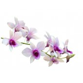 Wandsticker Orchidee