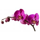 Wandsticker Orchidee