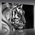 Acrylglasbild Tiger
