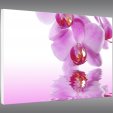 Forex Bild Orchidee