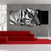 Forex Bild Tiger