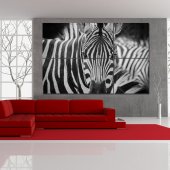 Forex Bild Zebra