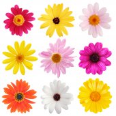 Wandsticker Blumen Set