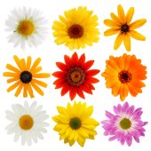 Wandsticker Blumen Set