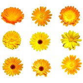 Wandsticker Blumen Set