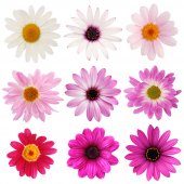 Wandsticker Blumen Set