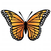 Wandsticker Schmetterling