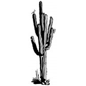 Wandtattoo Kaktus