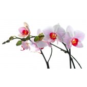 Wandtattoo Orchidee