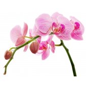Wandtattoo Orchidee